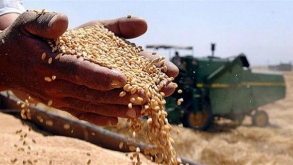 القمح في العراق.. مؤشرات بالوصول للاكتفاء الذاتي بعد مواسم الجفاف: هذه التفاصيل 