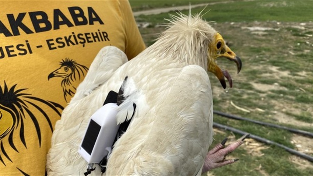 خلال عام واحد مر بـ 9 بلدان.. نسر مرصود بالأقمار الصناعية يعود لتركيا