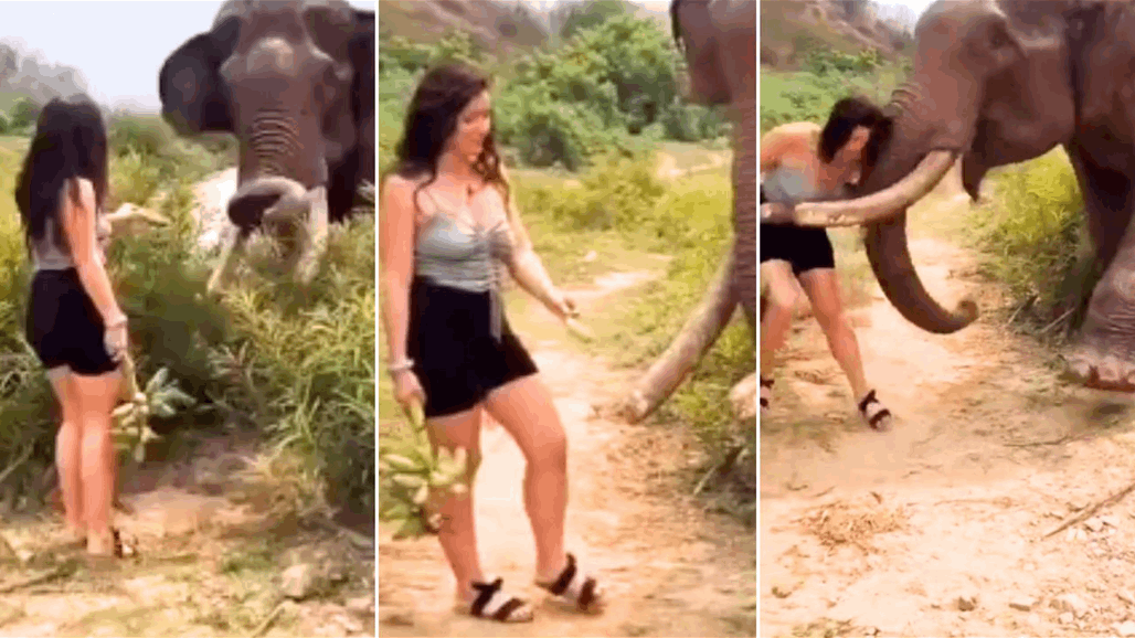 امرأة استفزت فيلاً ضخماً فتلقت ضربة قوية (فيديو)