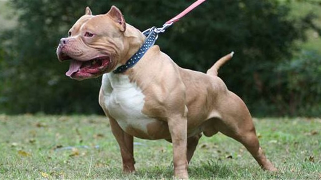 البرلمان المصري يقر قانونا يحظر حيازة الكلاب من دون ترخيص رسمي