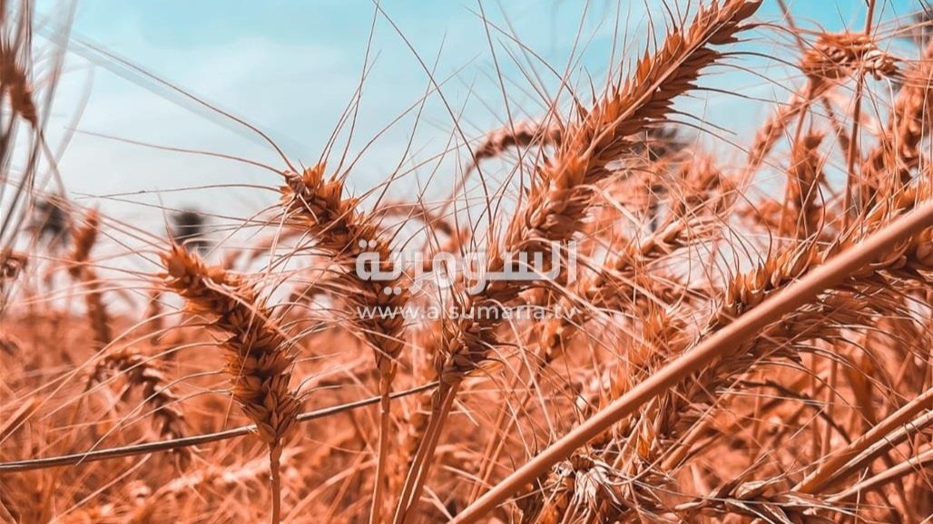 صلاح الدين تقترب من تصدر إنتاج القمح.. ماذا عن ارتفاع الأسعار؟ (صور)