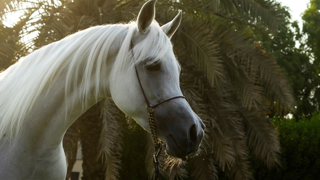 العراق عضواً رسمياً بمنظمة الايكاهو العالمية