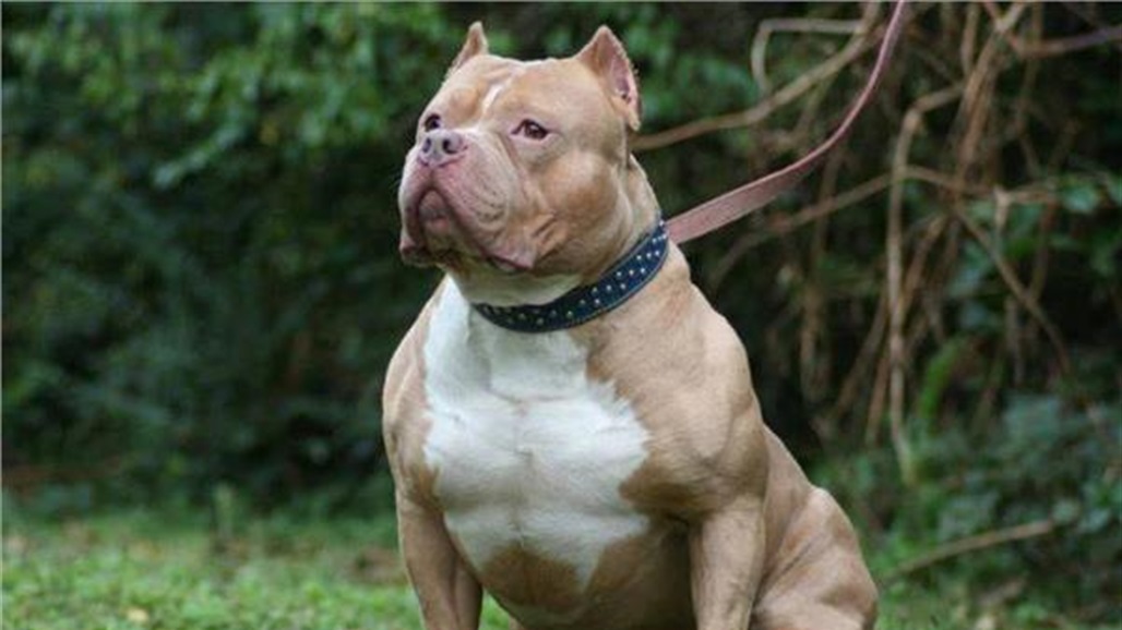 امرأة تعثر على كلبها بعد 6 سنوات من اختفائه في أمريكا