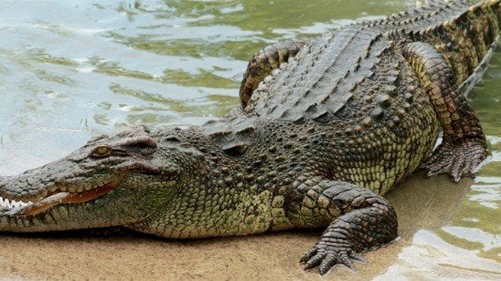 ذهب برحلة صيد فلقي مصرعه.. العثور على رفات أسترالي داخل تمساحين