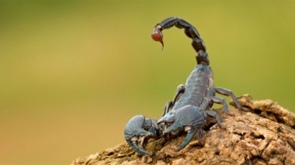 عقرب مسافر يلدغ سيدة بالجو