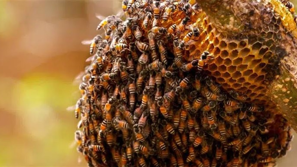 اصطدموا بـ"خلايا نحل".. نهاية مأساوية لركاب حافلة في أمريكا