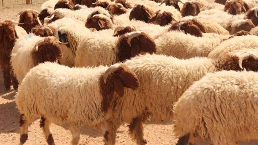 محافظة عراقية تمنع دخول المواشي بسبب تفشي الحمى النزفية