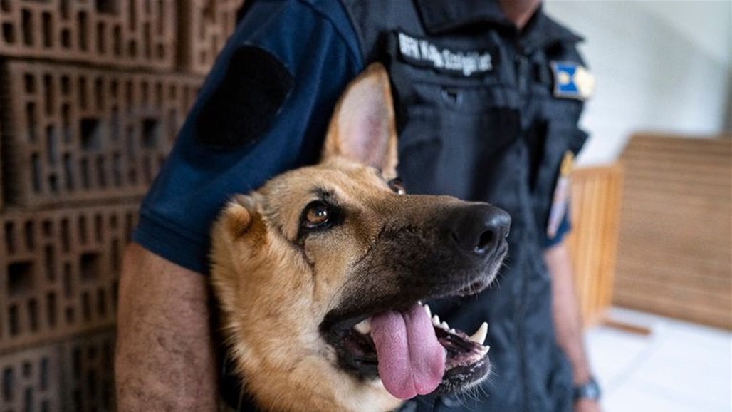 أنقذ أطفال من الموت.. حملة كبيرة في كولومبيا للعثور على كلب  