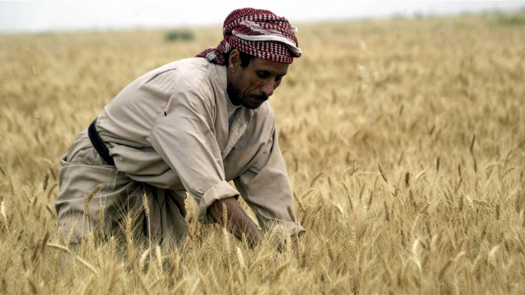 موسم الحنطة في العراق.. إنتاج &quot;وفير&quot; وتوقعات بلوغه 4 ملايين طن
