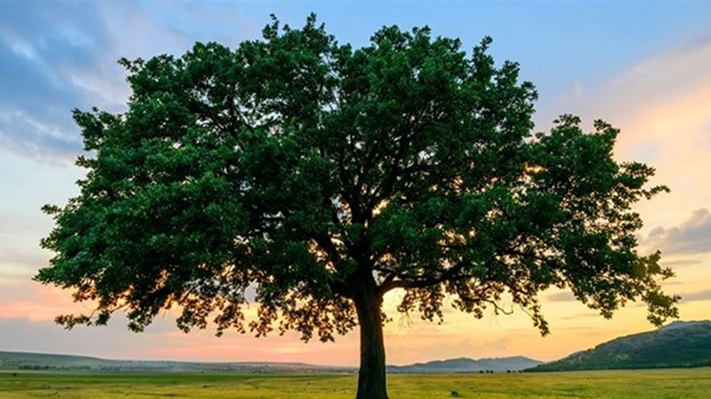 اعتقال بريطاني أرتكب "فاحشة" مُخزية.. مارس "الجنس" مع شجرة!