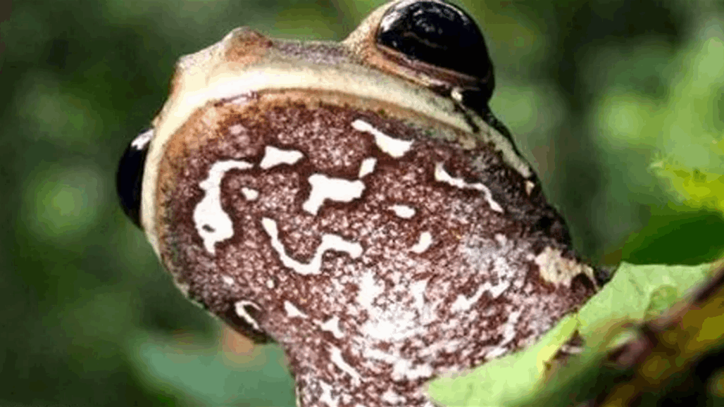 اكتشاف نوع جديد من الضفادع يتميز بفمه الكبير جدا في البيرو