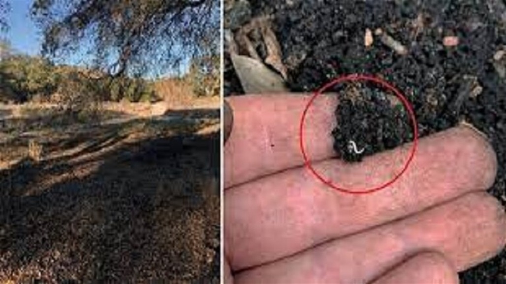 العثور على مخلوق له 486 قدما (صور)