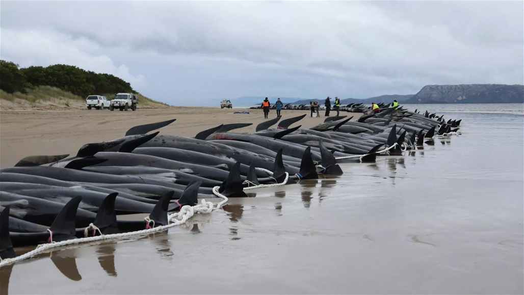 نفوق 55 حوتا في أسوأ موجة جنوح على شاطئ اسكتلندي (فيديو)