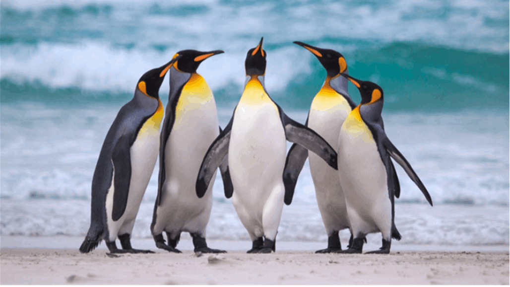 نفوق 2000 طير بطريق على سواحل أوروغواي