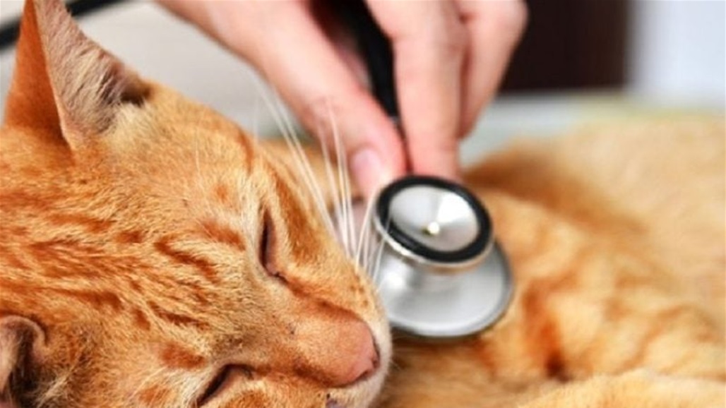 كوريا الجنوبية تسجل إصابتين بإنفلونزا الطيور