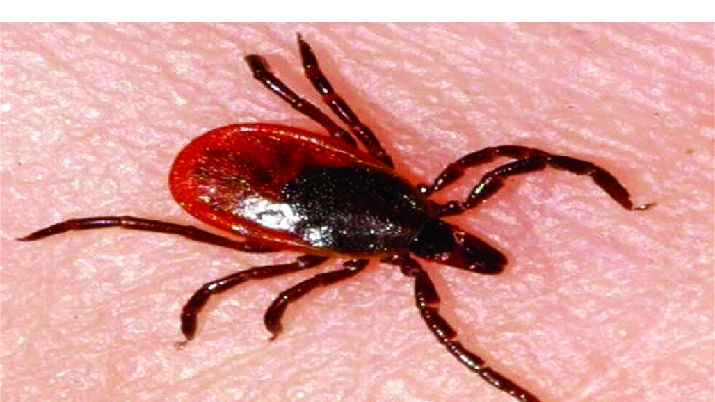 بعد سنوات من اكتشافه في الصين.. العثور على فيروس "خطير" بأوروبا 