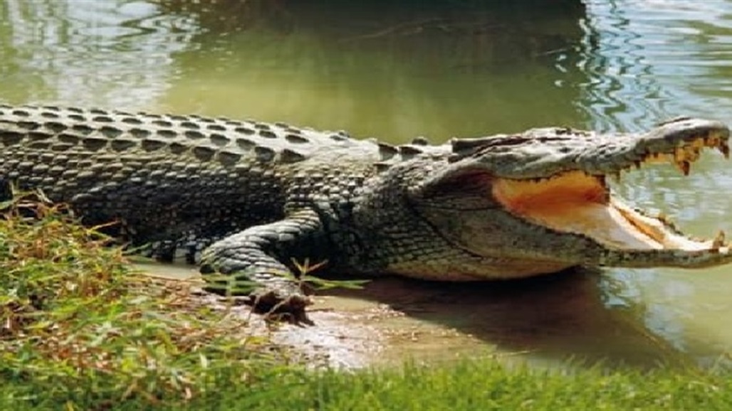 واقعة "مُرعبة".. تمساح يلتهم لاعب كرة قدم والأهالي يردونه قتيلاً (فيديو)