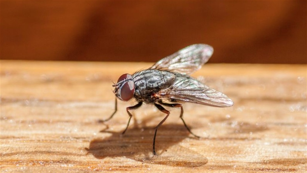 بعد 20 عاماً من التجارب.. الغارديان: الذباب الميت يمكن تحويله إلى بلاستيك! 