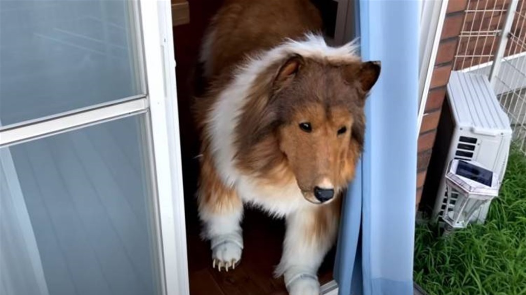  أنفق 15 ألف دولار ليتحول إلى كلب.. ماذا فعلت عائلة الياباني "توكو"؟