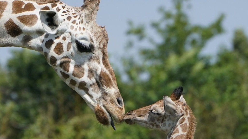 ولادة زرافة "غير مرقطة" في حديقة حيوانات أمريكية (صور)