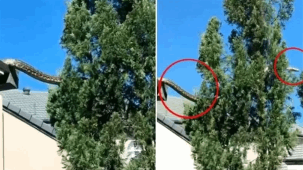 ثعبان عملاق يثير الرعب فوق سطح منزل في أستراليا (فيديو)