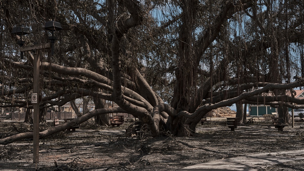 حرائق غابات هاواي تهدد شجرة "البانيان" المعمرة