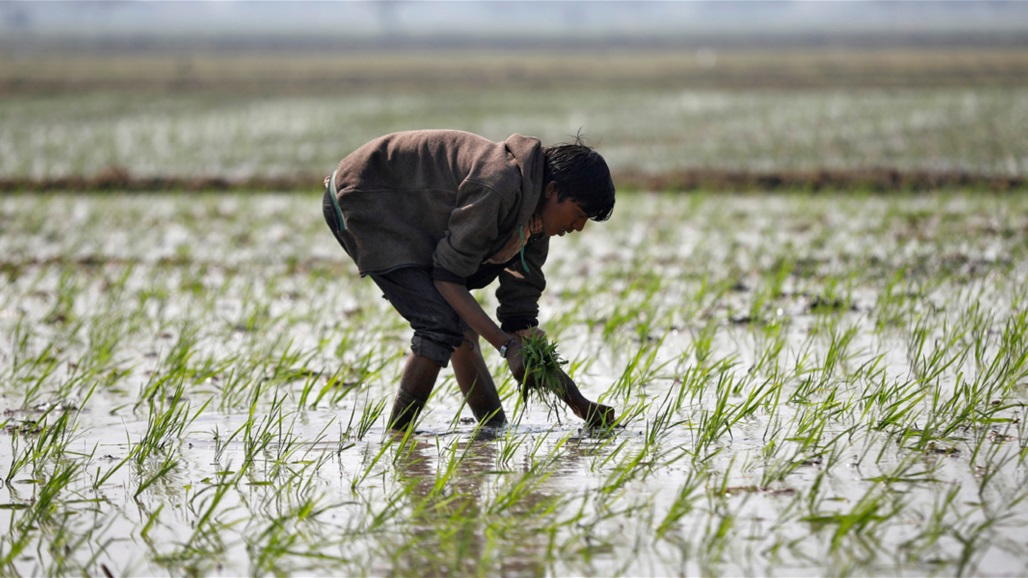 "جفَّ كل شيء".. ما هي ظاهرة النينيو المهددة لإمدادات الأرز عالمياً؟