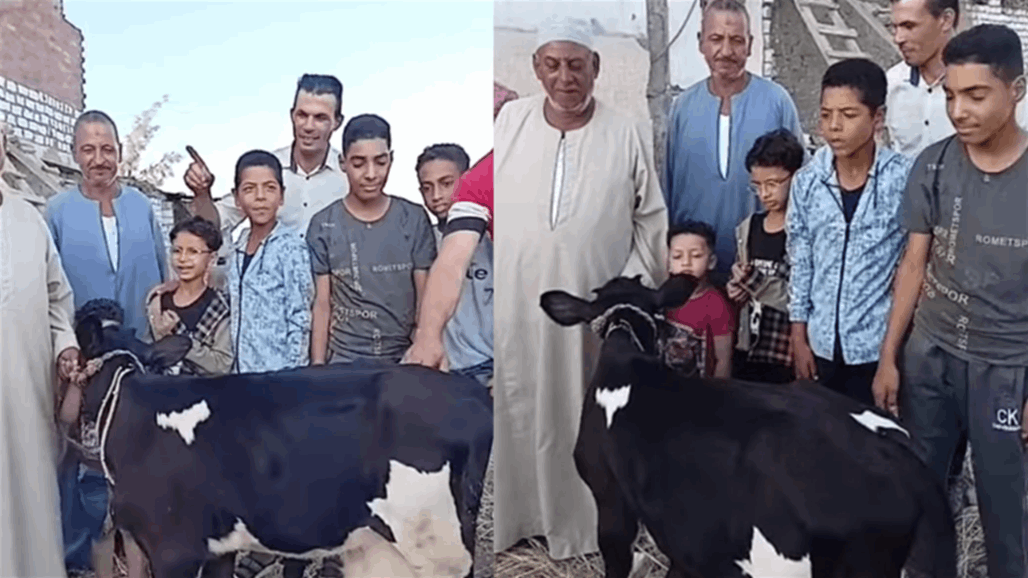 اثارت السخرية والطرفة.. ما قصة البقرة &quot;المبروكة&quot; في مصر؟ 
