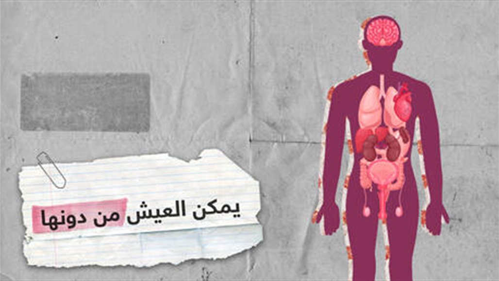تعرف على الأعضاء التي يمكن للإنسان أن يعيش بدونها