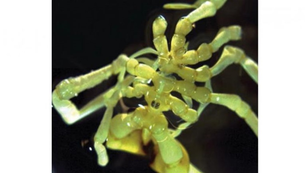 "هالانيشي".. علماء روس ينتشلون مخلوقاً لم يسبق اكتشافه 