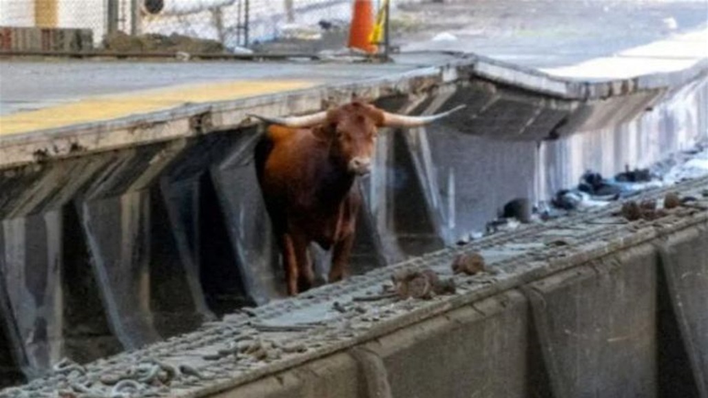 ثور هائج يشل حركة القطارات في أمريكا 