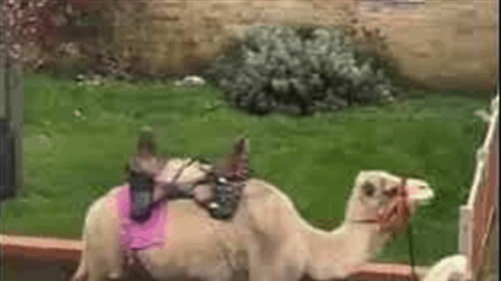 جمل يتجول في شوارع لندن بمشهد غريب يصدم السكان (فيديو)