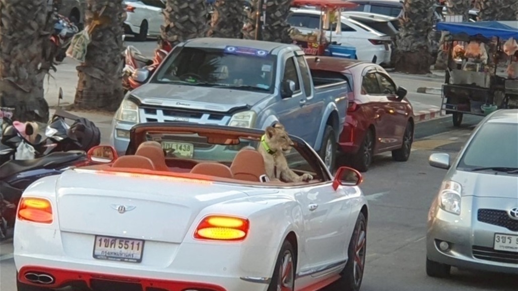 أسد يتجول في سيارة فاخرة يثير حالة من الاستغراب في تايلند (فيديو)