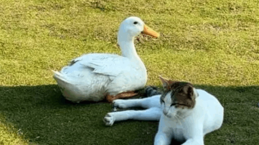 "كبلز الخبر".. صداقة قطة وبطة تتصدر الترند السعودي (فيديو) 