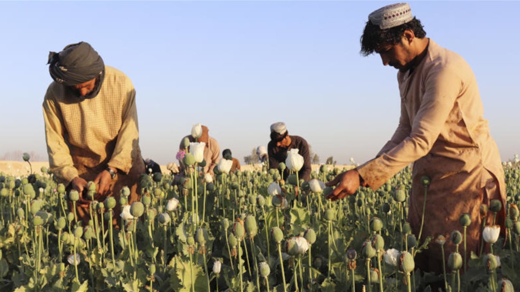 طالبان: زراعة المخدرات في أفغانستان وصلت إلى الصفر