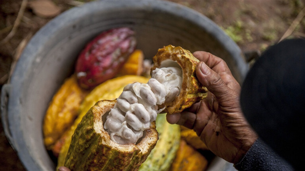 ظاهرة "النينيو" ترفع بسعر الكاكاو الى اعلى مستوى على الاطلاق 