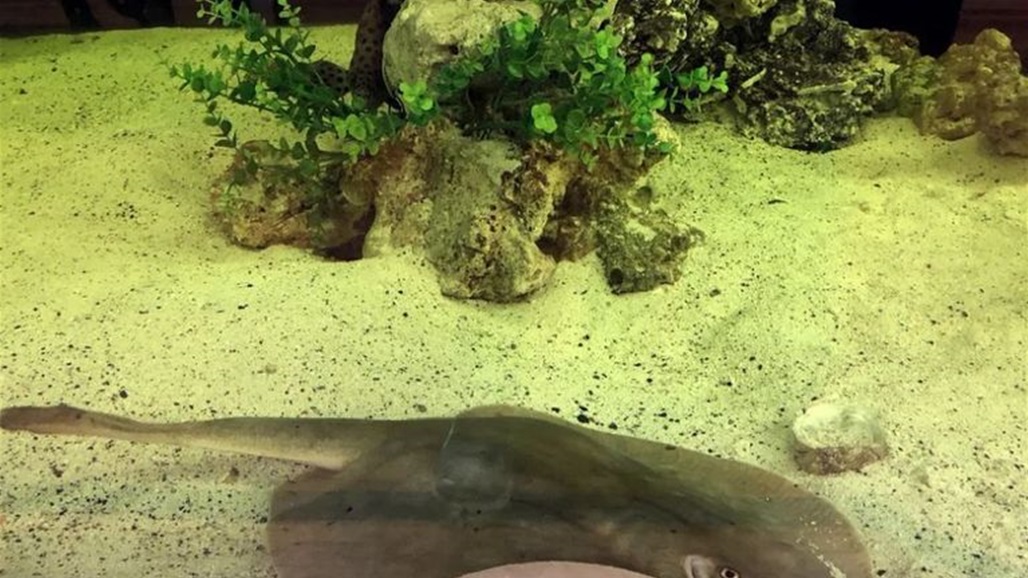 فضول يصيب الأوساط العلمية.. سمكة حامل من دون زواج 