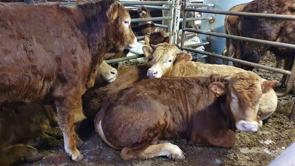 أدخلت جنوب افريقيا بإنذار.. قرار عراقي بخصوص سفينة المواشي البرازيلية 