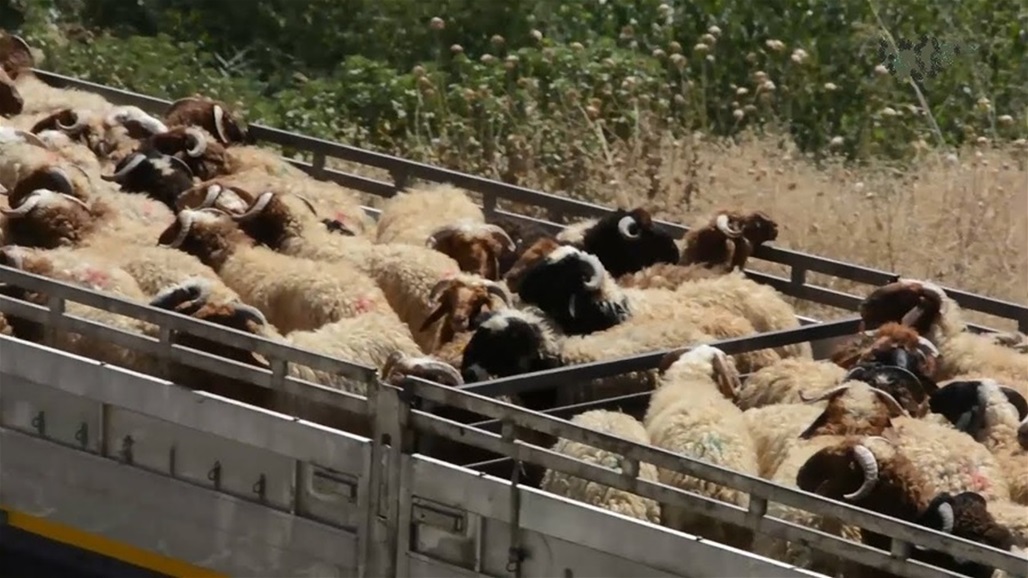 شروط استيراد المواشي في العراق: أن تكون ذات "نسب وقيمة تربوية عالية"