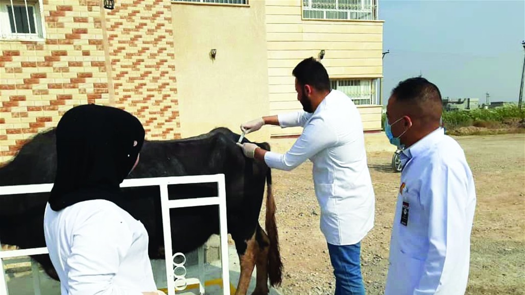 حملة تلقيح كبرى في العراق ضد مرض الحمى النزفية 