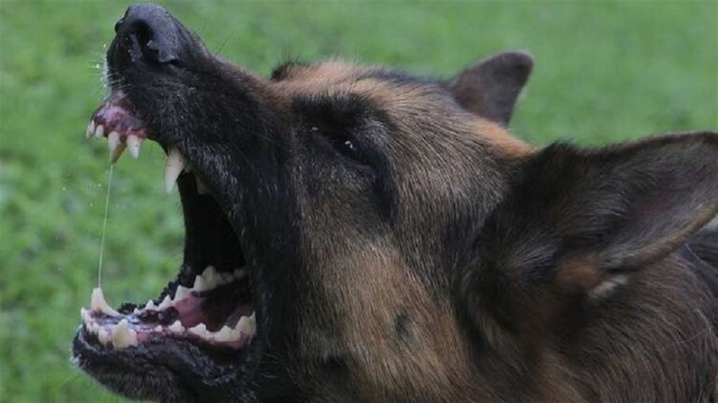 كلب يعض 4 تلاميذ بمدرسة ابتدائية.. والشرطة تفتح تحقيقا 