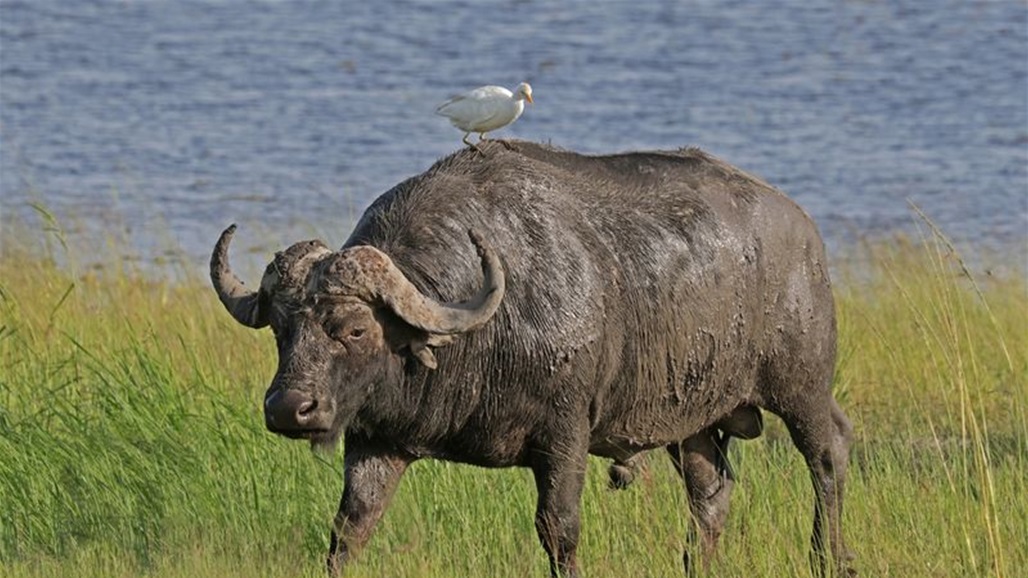 سيزيد حليبها ويشعرها بالحيوية.. 76 ألف رأس من جاموس ميسان بانتظار "المولاس"