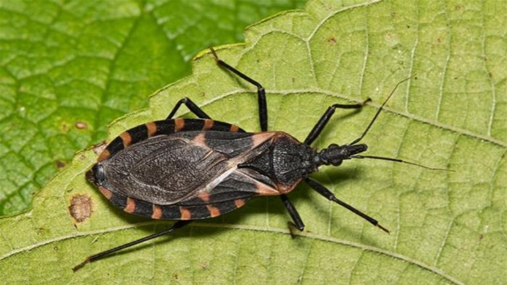 ينقل مرضاً غريباً.. علماء يحاصرون "البق المقبّل" للسيطرة على انتشاره 