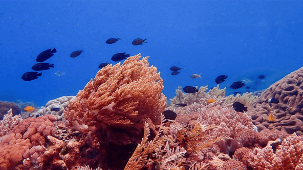 بعد 20 سنة من منعه.. الجزائر ترفع الحظر عن "صيد المرجان"