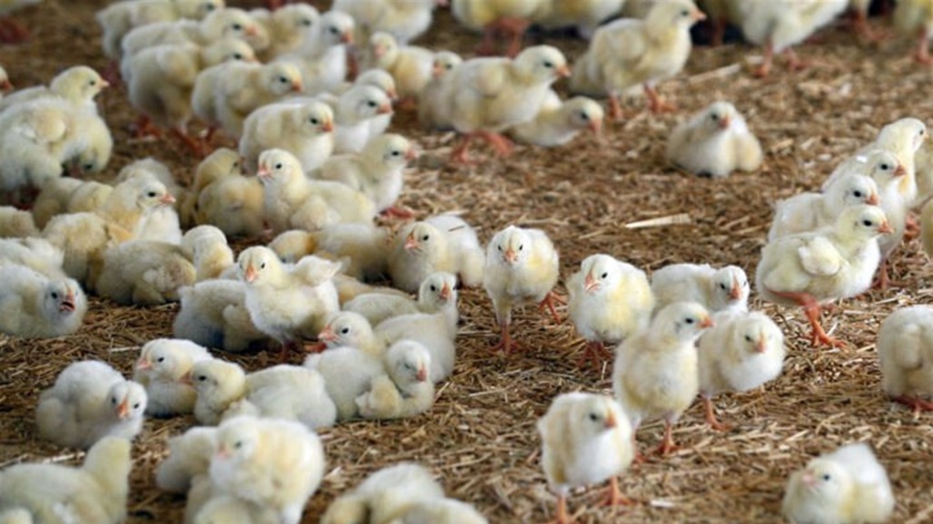 5000 طن خلال الاسبوع المقبل.. مسؤول ايراني يتحدث عن تصدير الدجاج الى العراق