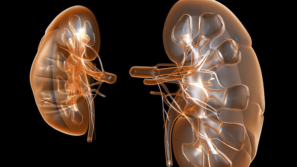 نجاح أول عملية زرع كلى "طبيعية" من جنين فأر إلى آخر 