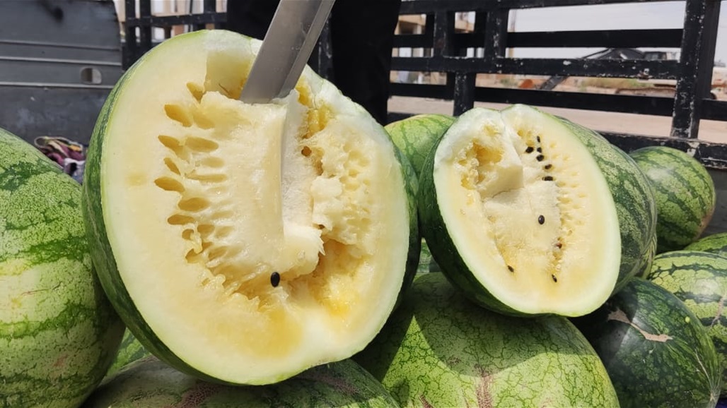 &quot;رقي بطعم الأناناس&quot;.. تربة صلاح الدين تنجح بإنبات فواكه &quot;غريبة&quot; (صور)