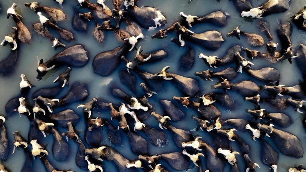 بينها الذبح العشوائي.. تحديات بيئية وأسباب معقدة توصل سلالة الجاموس لـ"الانقراض"