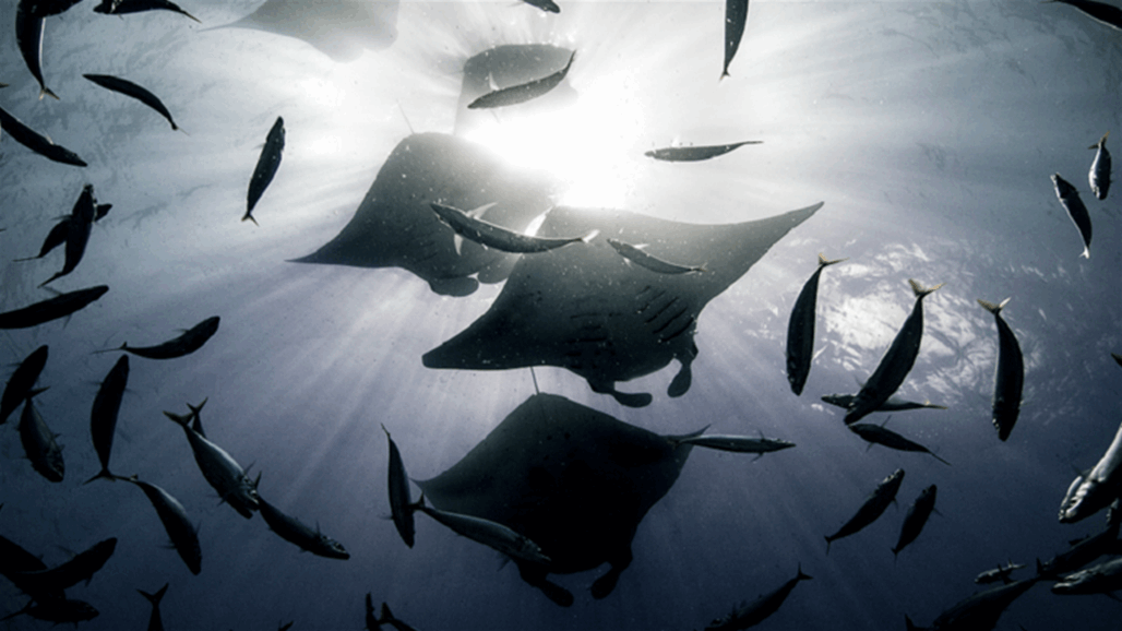 عاش قبل 500 مليون سنة.. اكتشاف بقايا "كائن فضائي" بأمريكا الشمالية