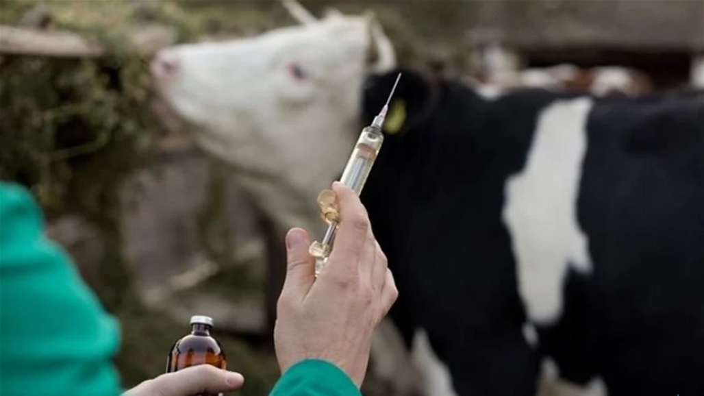 حملة كبرى في العراق لتلقيح الماشية ضد الحمى القلاعية